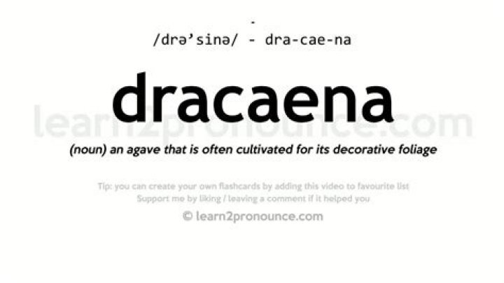 How to pronounce dracaena