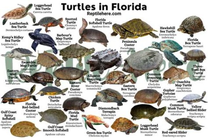 Types of turtles in florida